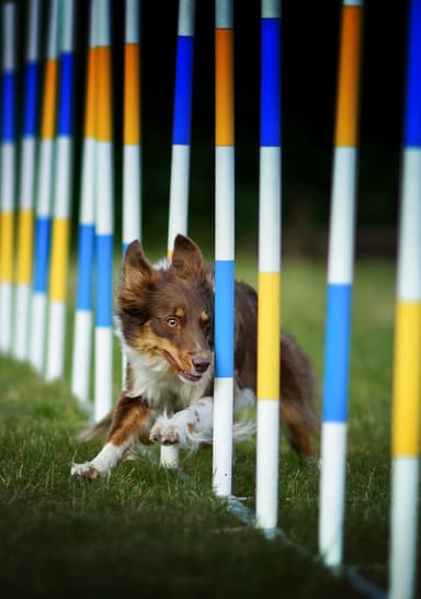 Akademia Dogpro - Agility i szkolenia psów.
