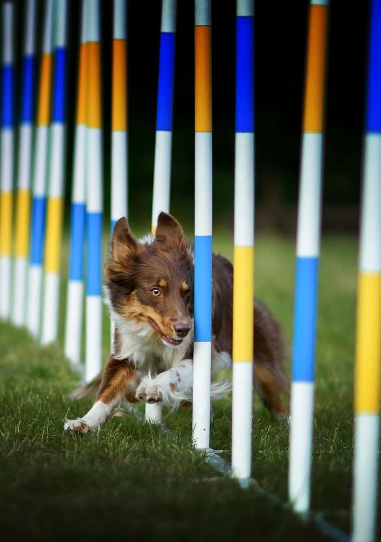Akademia Dogpro - Agility i szkolenia psów.