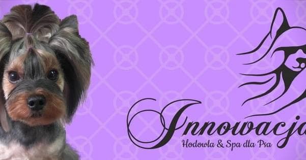 Innowacja Spa dla Psa