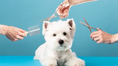 Groomer Osiek - Salon urody dla twojego pupila