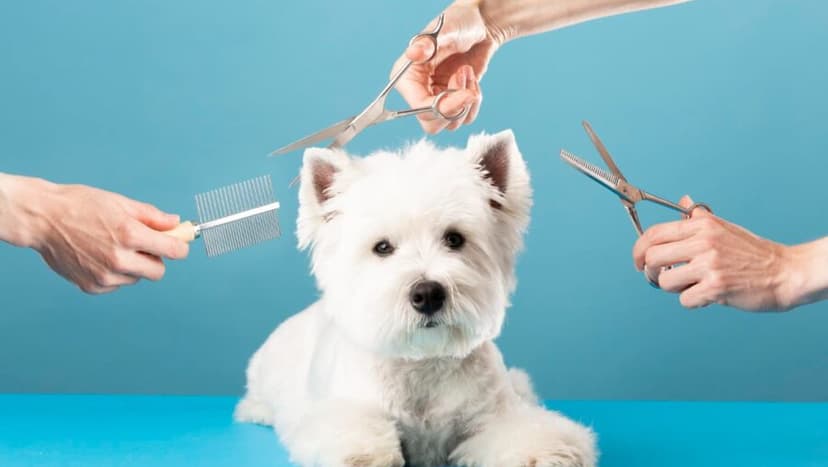 Groomer Osiek - Salon urody dla twojego pupila