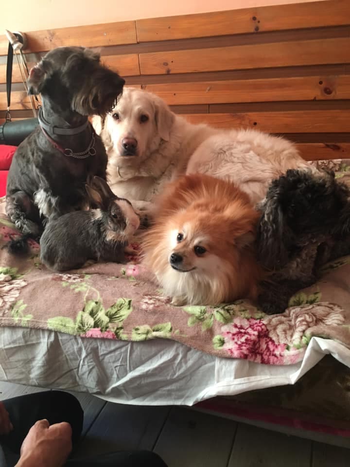 Salon psiej urody rex groomer