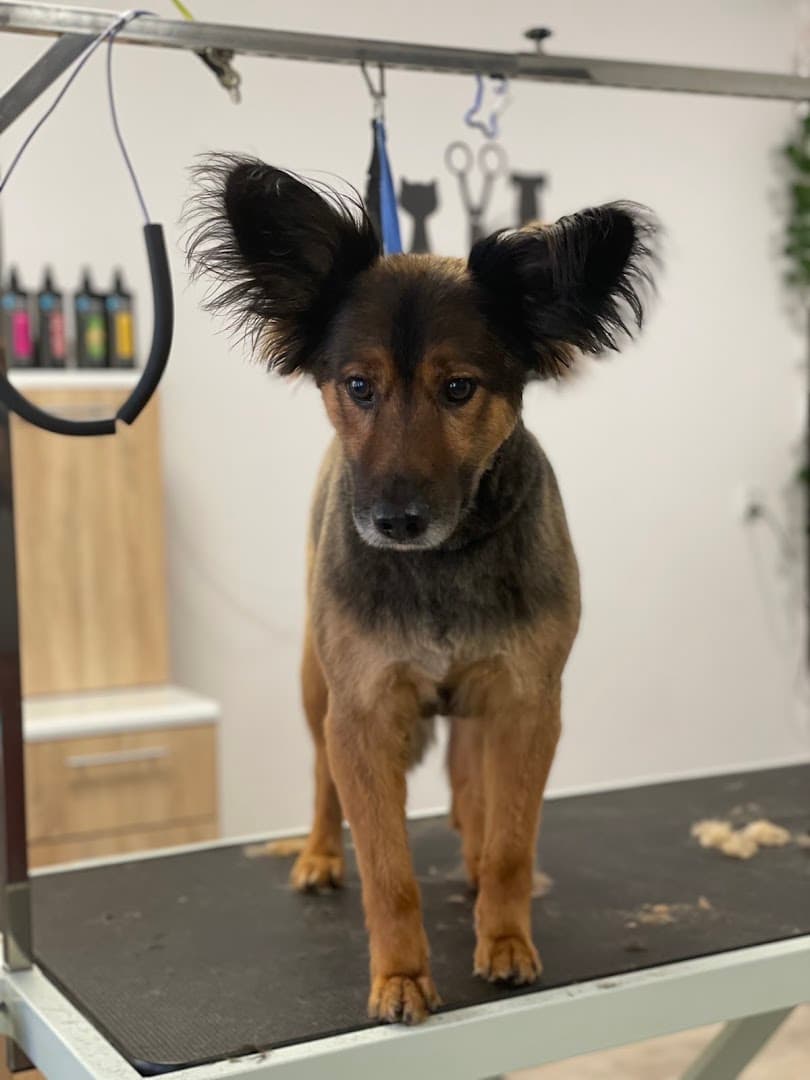 Hau Miau Salon Pielęgnacji dla zwierząt