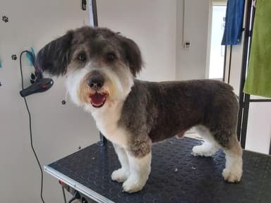 KAsiaMIL Salon pielęgnacji zwierząt
