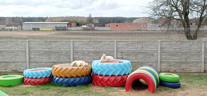 Hotel dla psów "U Teosia"
