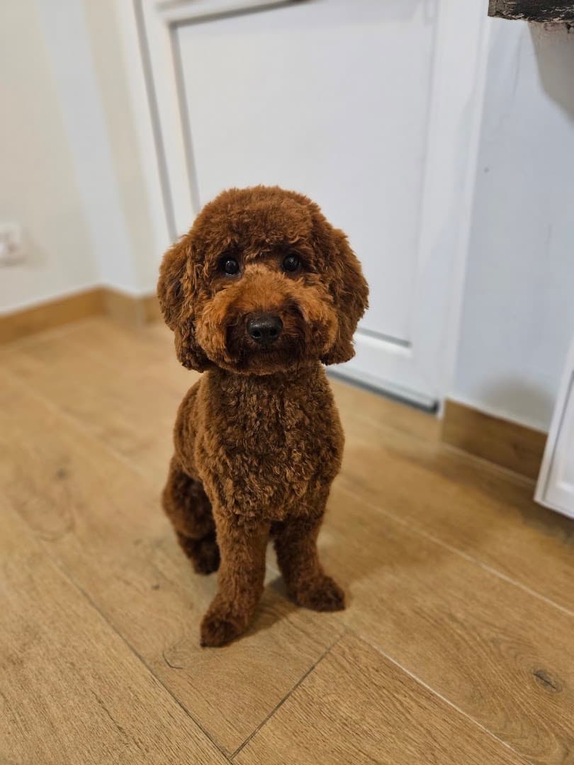 Cztery łapy Salon pielęgnacji psòw i kotòw, groomer, psi fryzjer